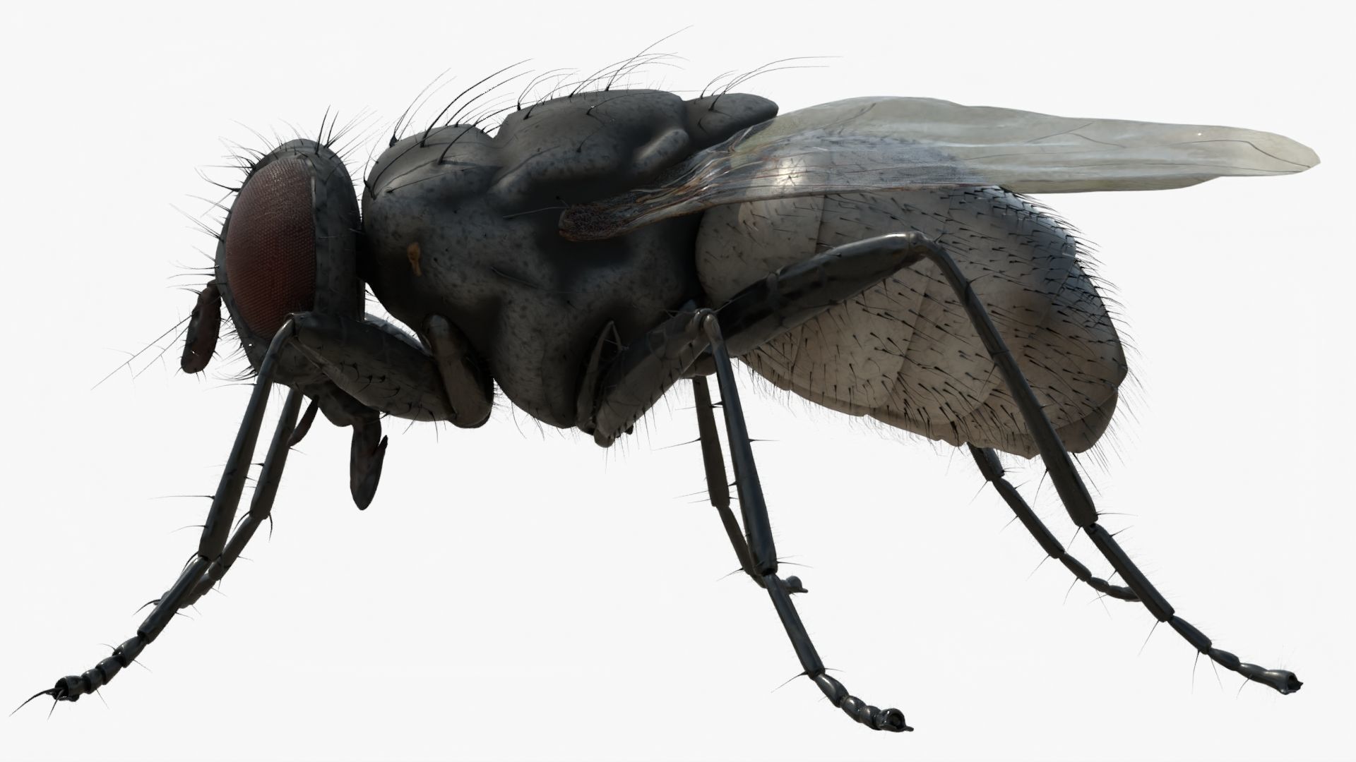 4K Housefly 3D model_3