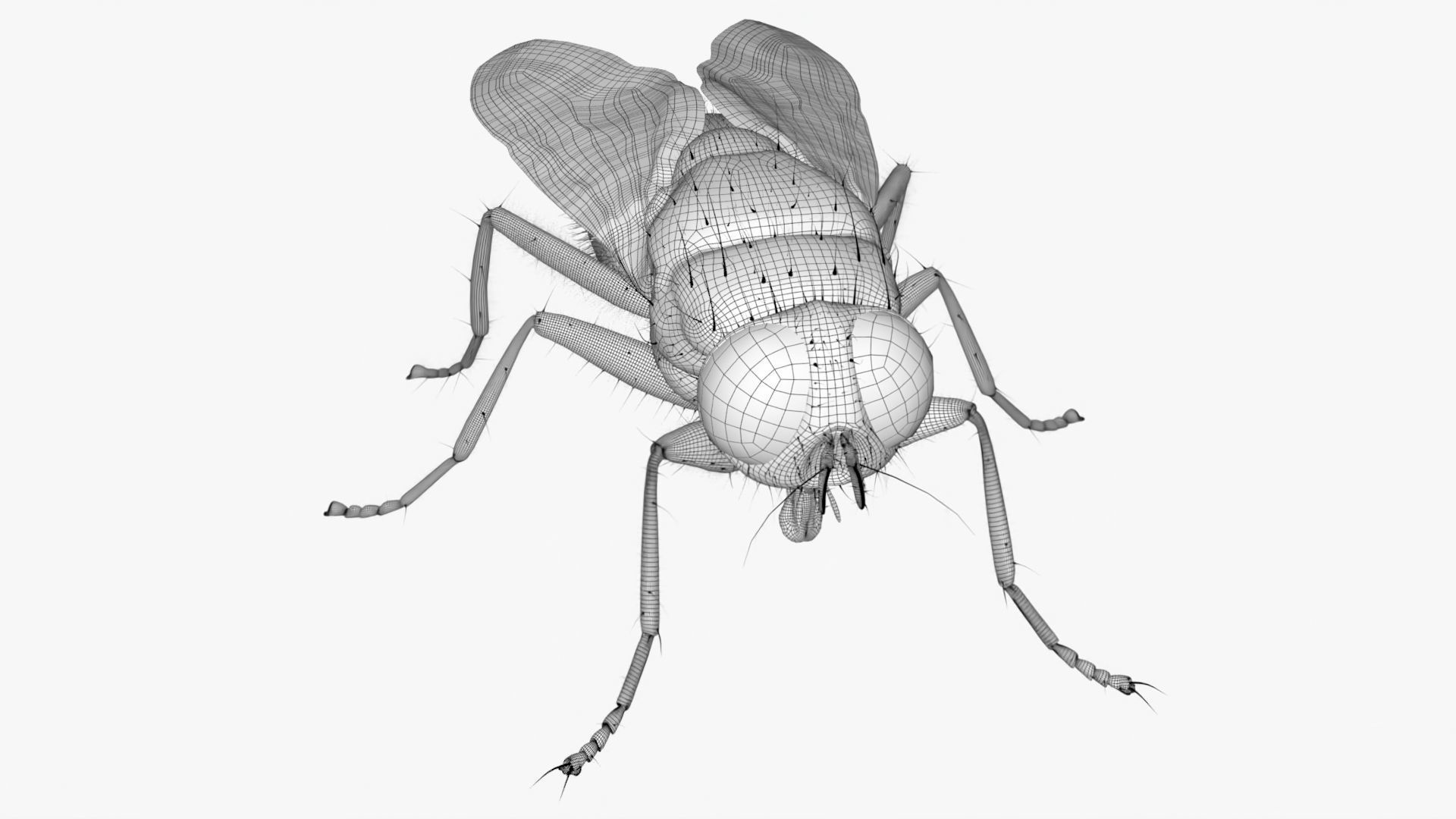 4K Housefly 3D model_13