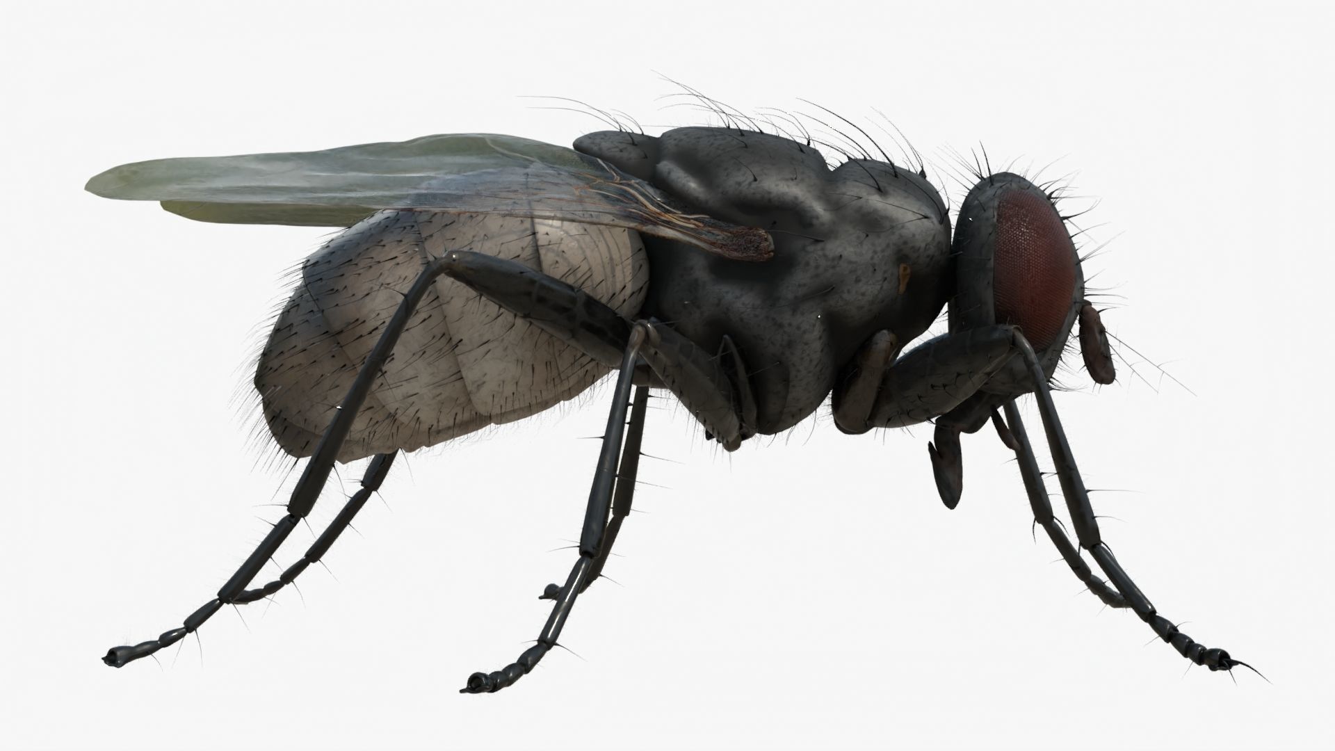 4K Housefly 3D model_1