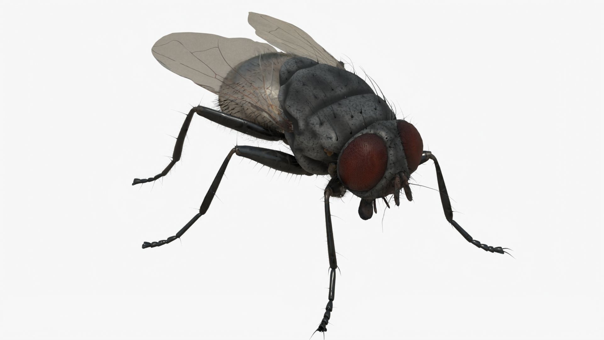 4K Housefly 3D model_7