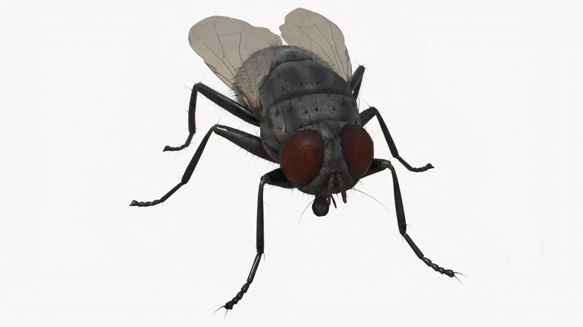 4K Housefly 3D model_0