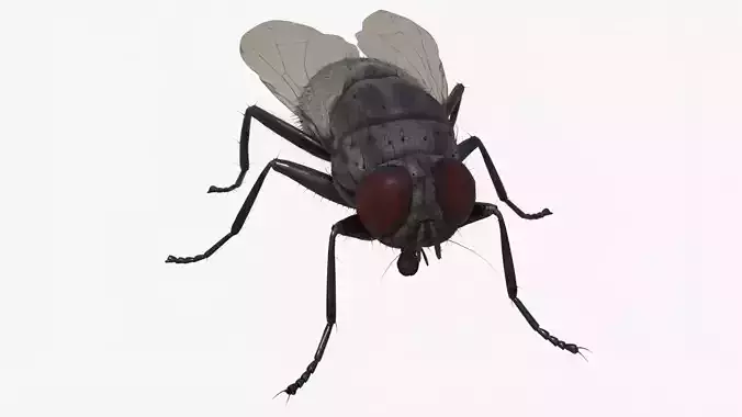 4K Housefly 3D model