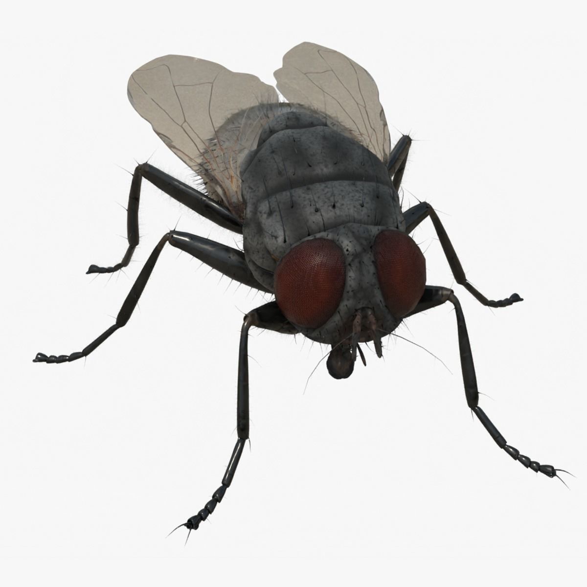 4K Housefly 3D model_11