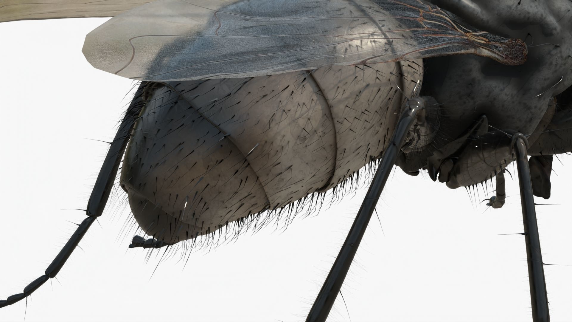 4K Housefly 3D model_8