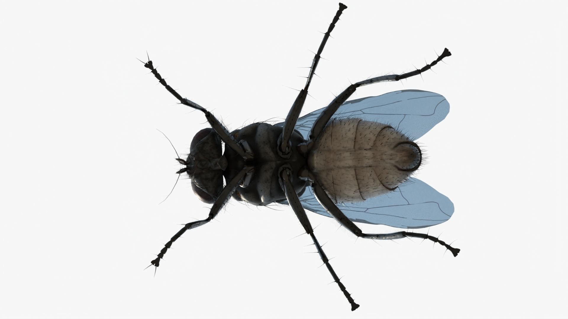 4K Housefly 3D model_6