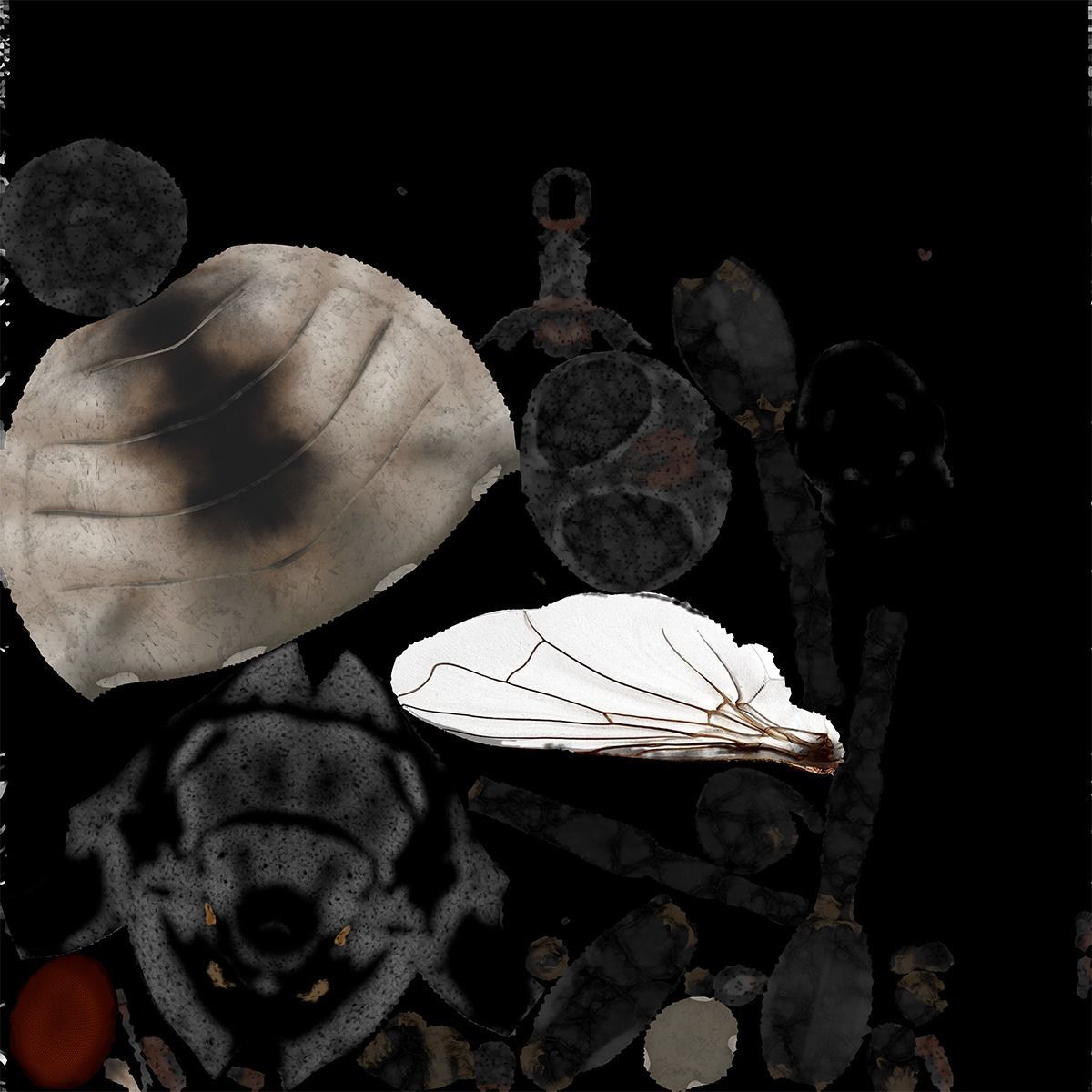 4K Housefly 3D model_12