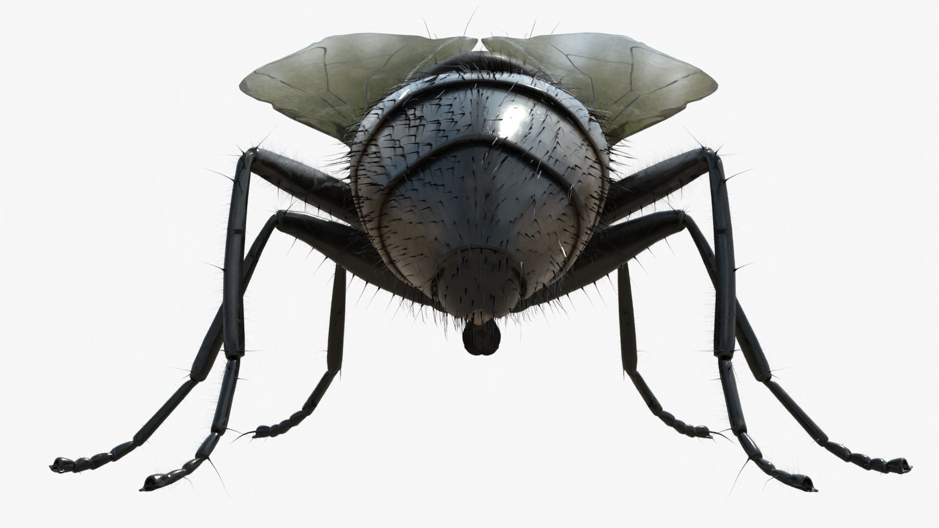 4K Housefly 3D model_4