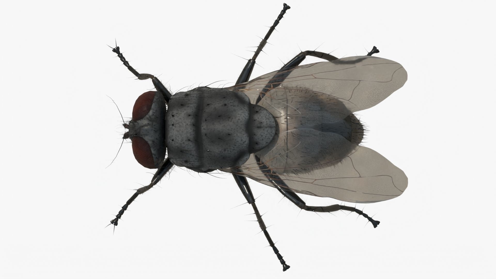 4K Housefly 3D model_5