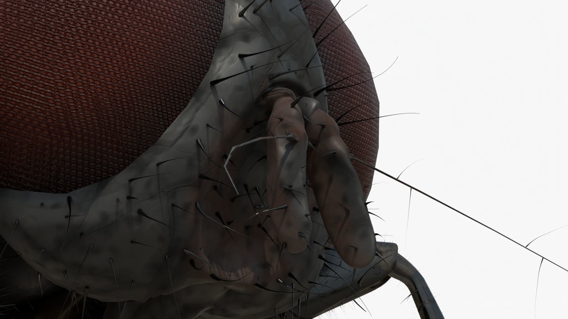 4K Housefly 3D model_10