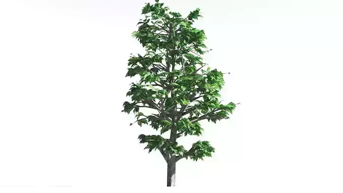 EVERYPlant Breadnut LowPoly 3 --12 Models-- Low-poly 3D model