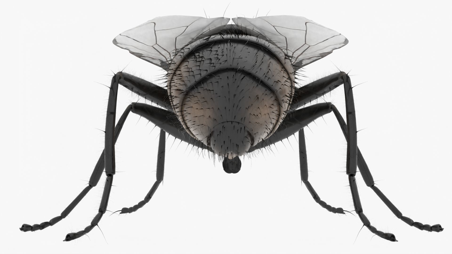 Realistic Housefly Low-poly 3D model_4