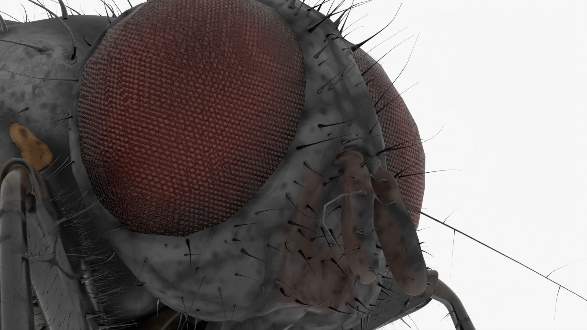 Realistic Housefly Low-poly 3D model_10