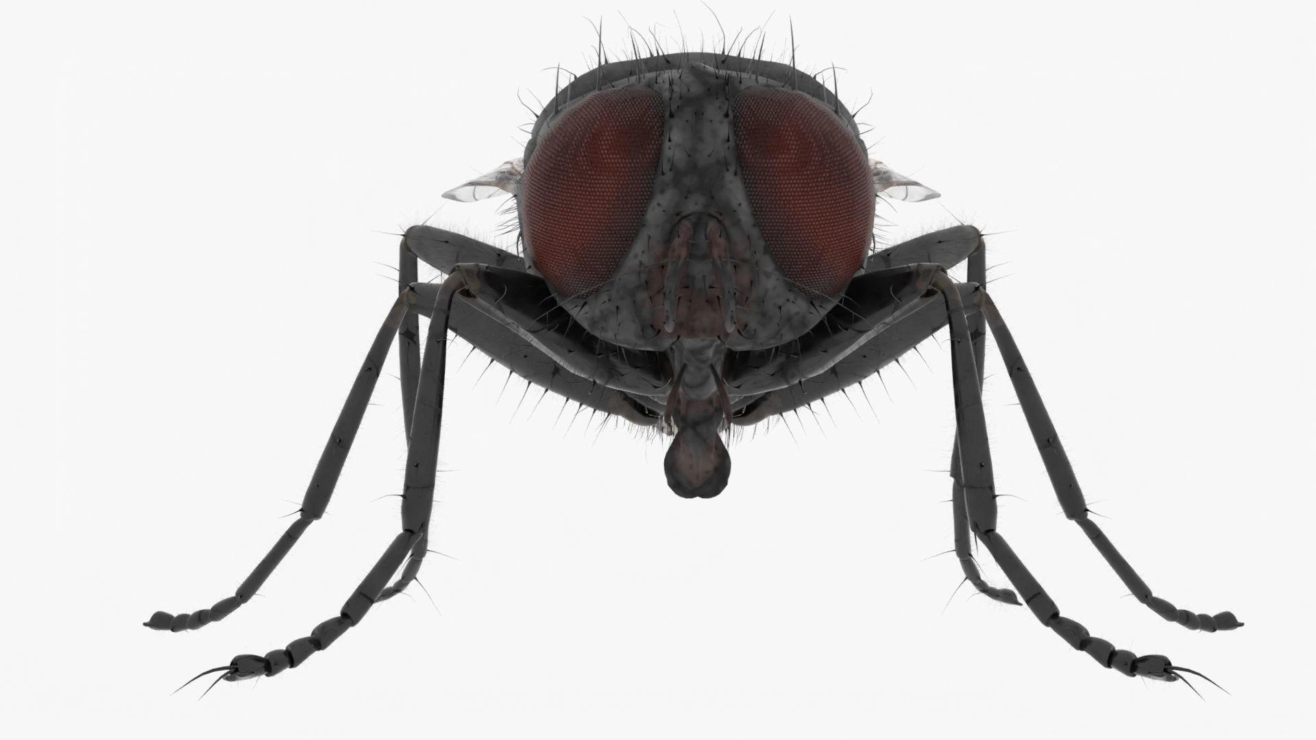 Realistic Housefly Low-poly 3D model_2