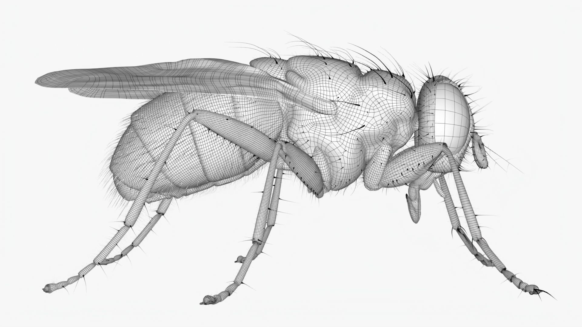 Realistic Housefly Low-poly 3D model_13