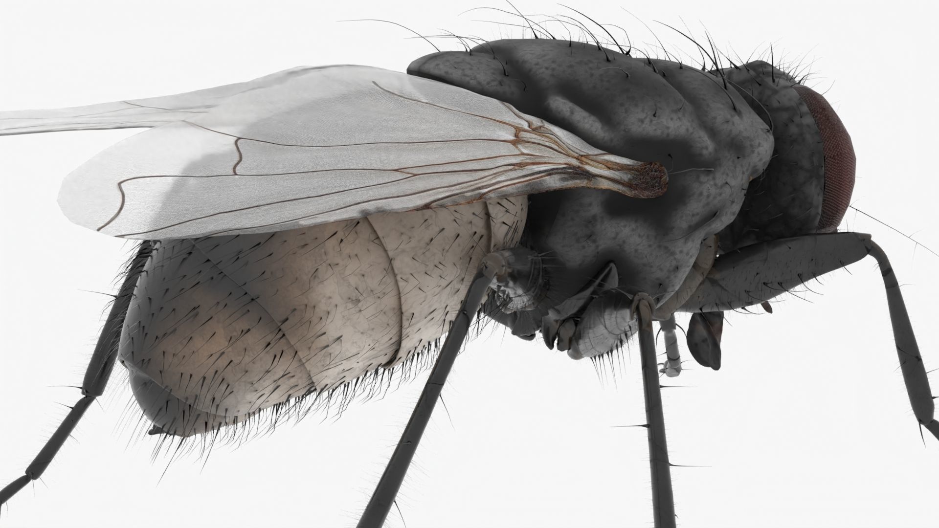 Realistic Housefly Low-poly 3D model_8