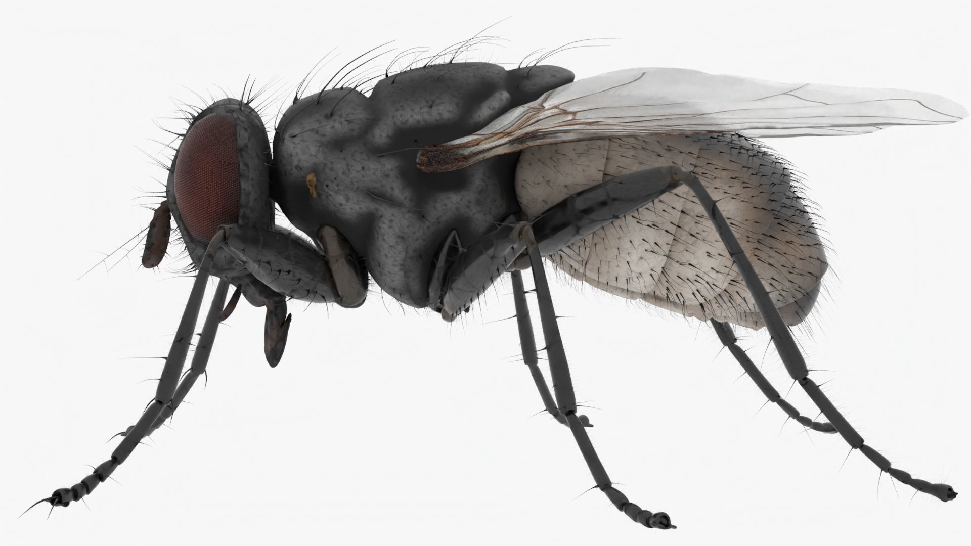 Realistic Housefly Low-poly 3D model_3