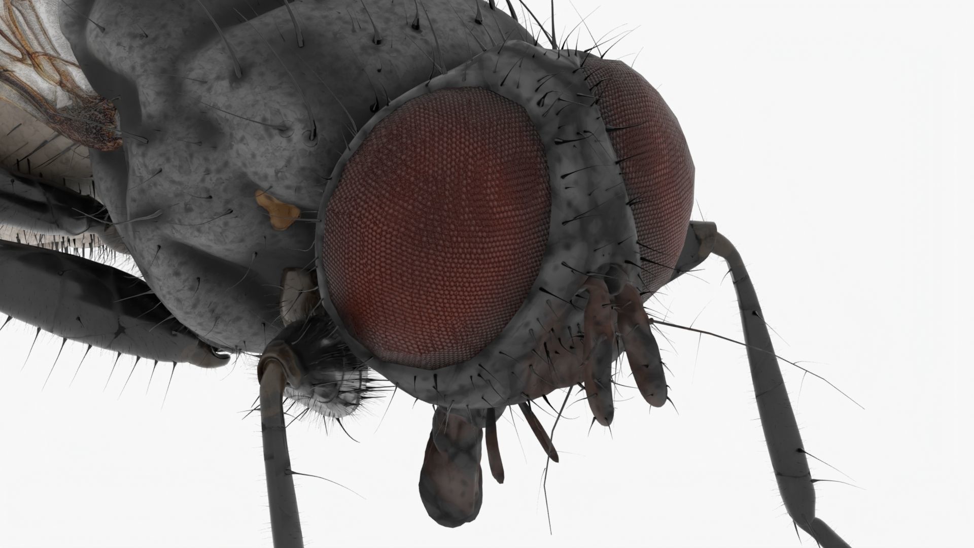 Realistic Housefly Low-poly 3D model_9