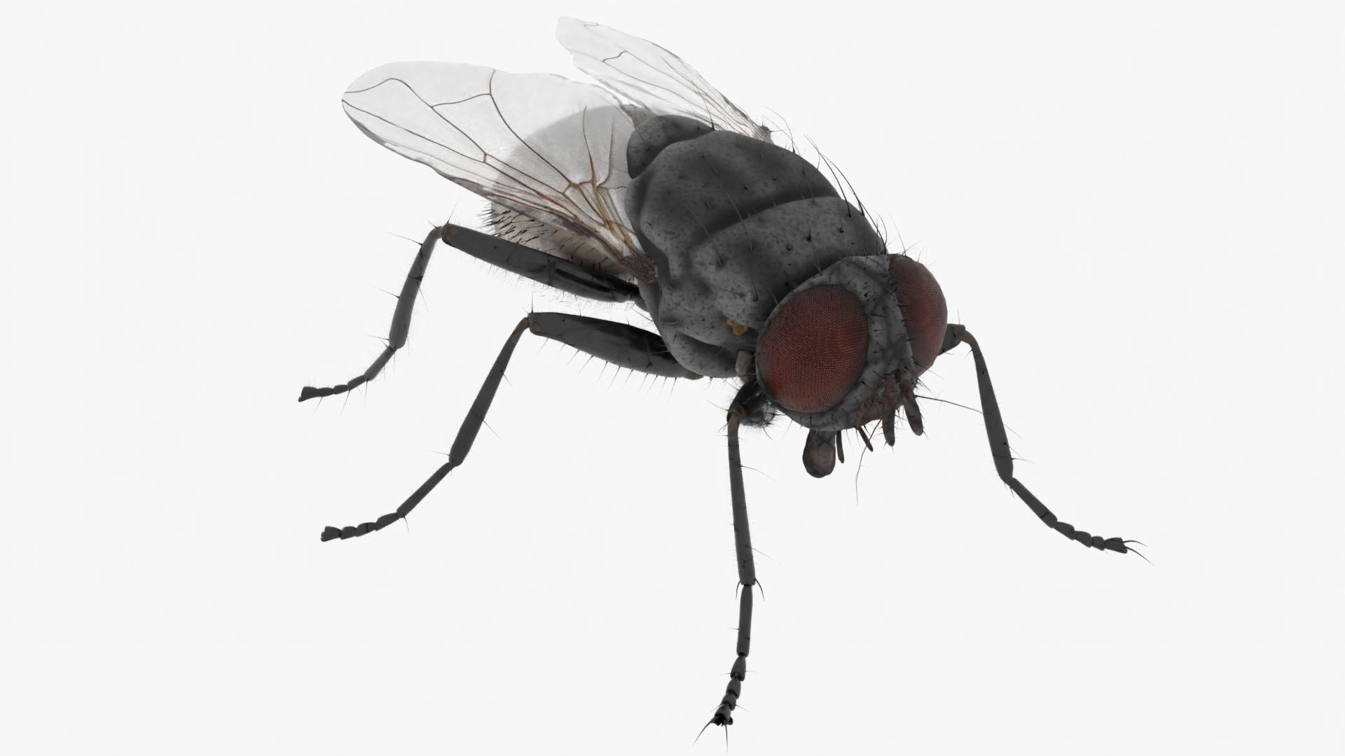 Realistic Housefly Low-poly 3D model_7