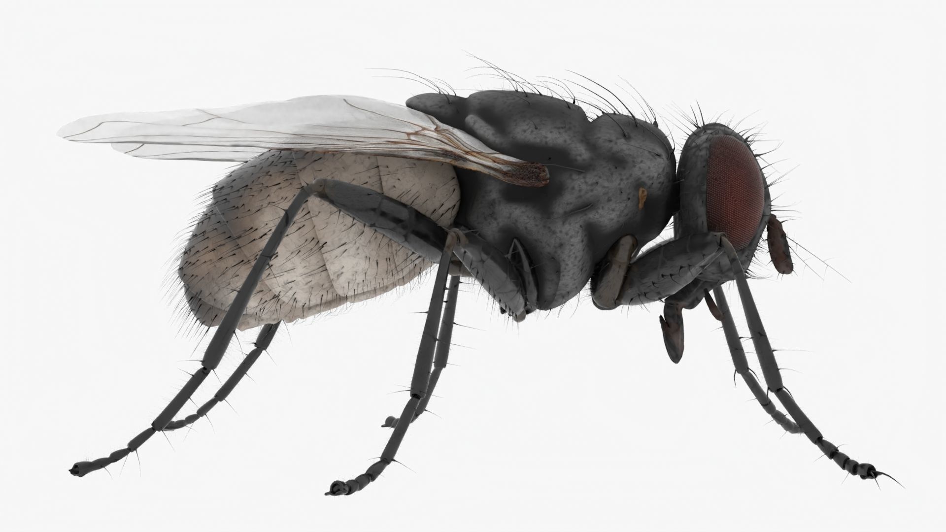Realistic Housefly Low-poly 3D model_1