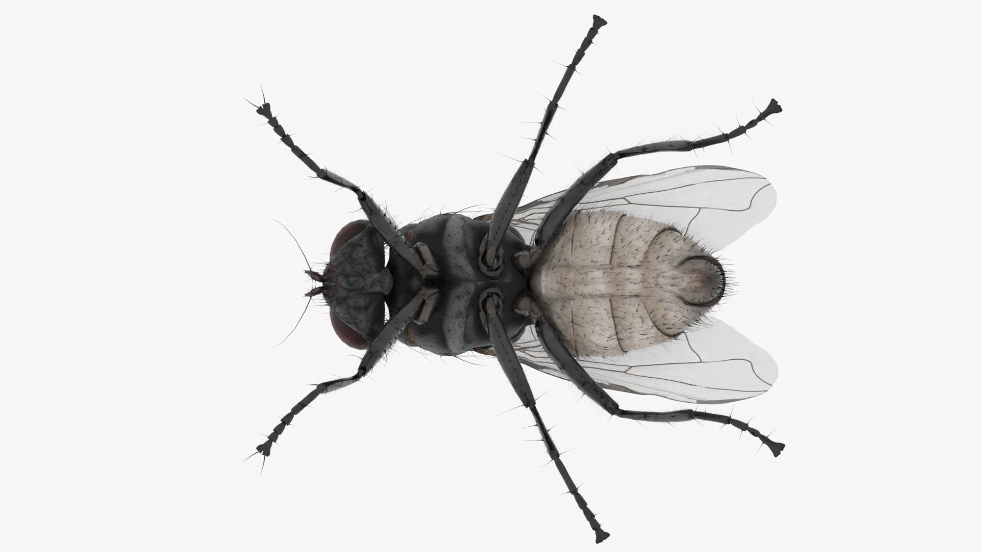 Realistic Housefly Low-poly 3D model_6