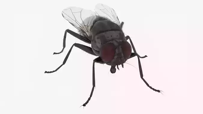 Realistic Housefly Low-poly 3D model