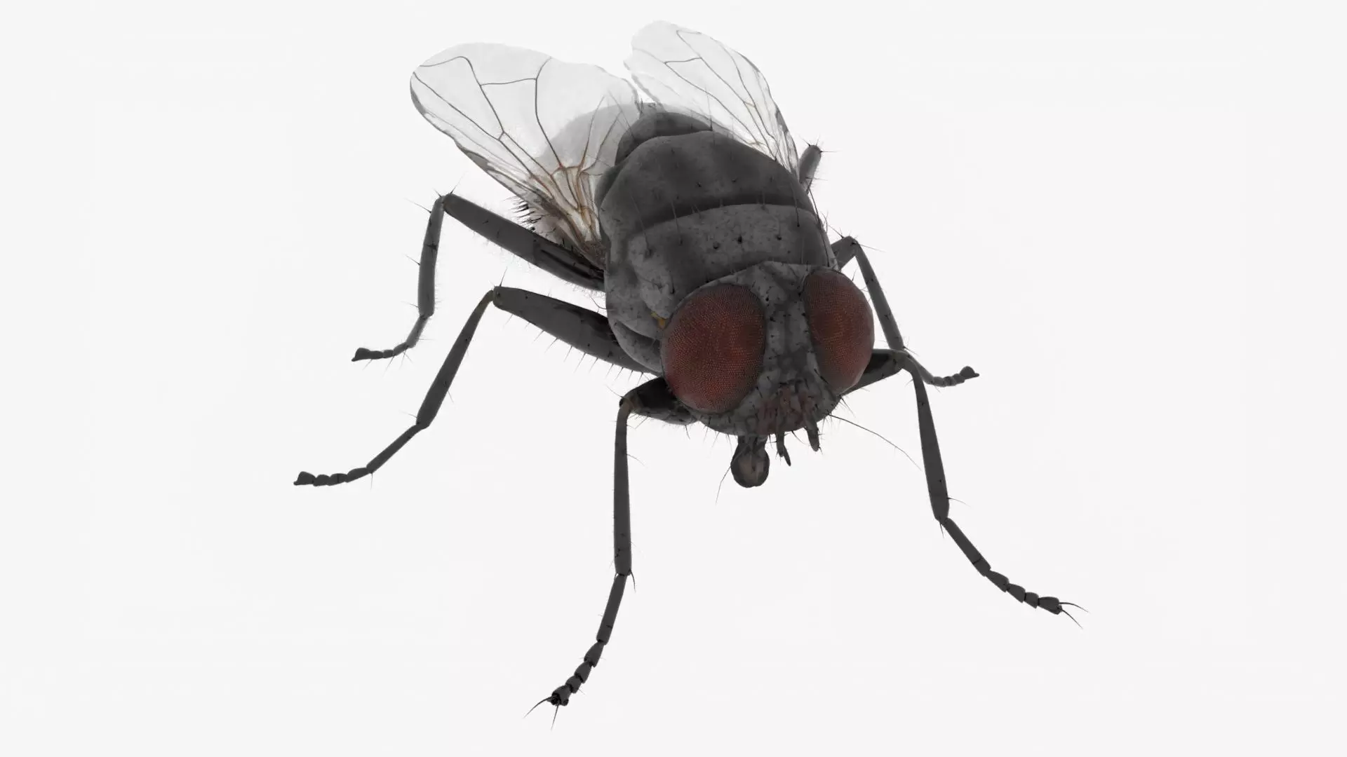 Realistic Housefly Low-poly 3D model_0