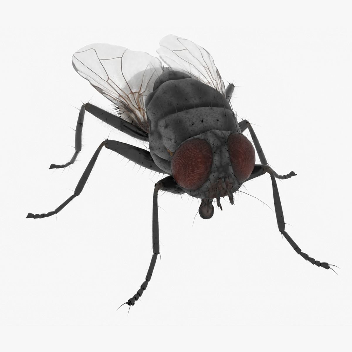 Realistic Housefly Low-poly 3D model_11