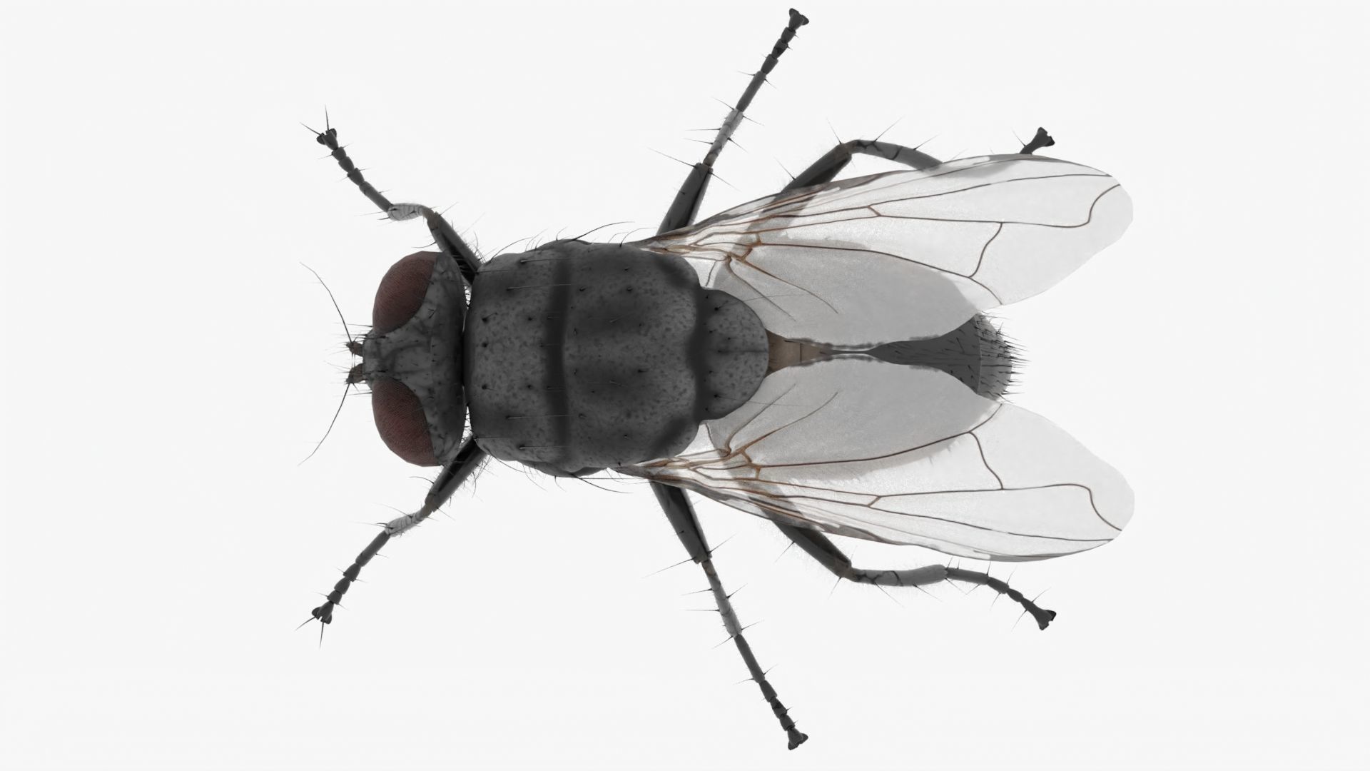 Realistic Housefly Low-poly 3D model_5