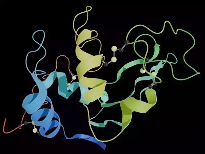 Lysozyme 3D protein model
