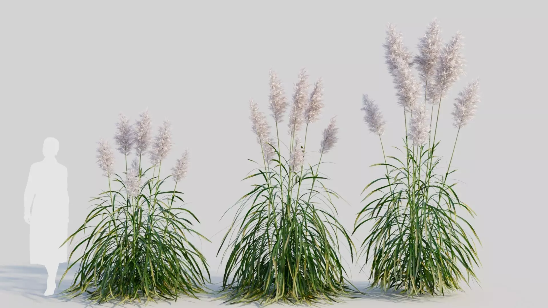 Cortaderia jubata b 3D model