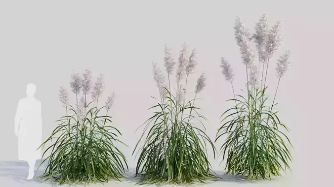 Cortaderia jubata b