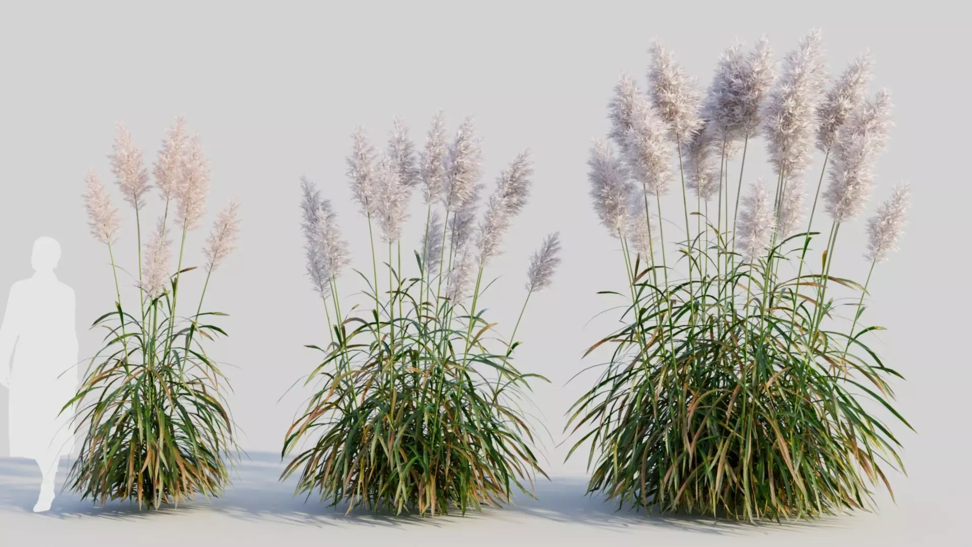 Cortaderia jubata c 3D model