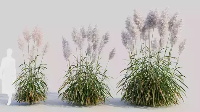 Cortaderia jubata c