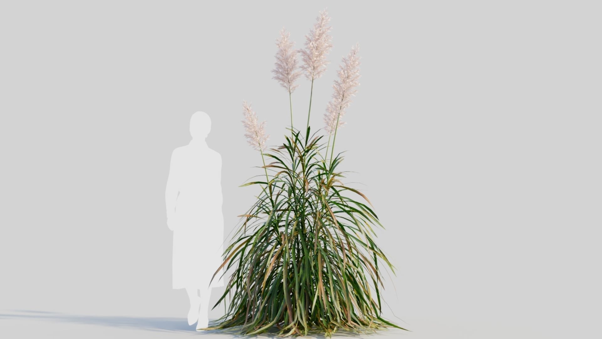 Cortaderia jubata d 3D model_6