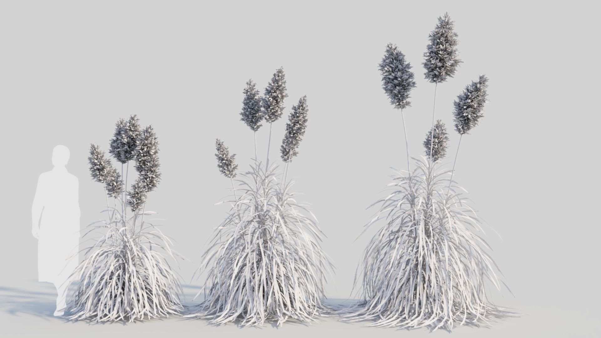 Cortaderia jubata d 3D model_8