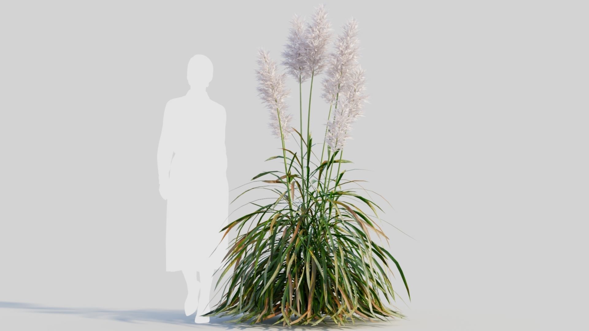 Cortaderia jubata d 3D model_5
