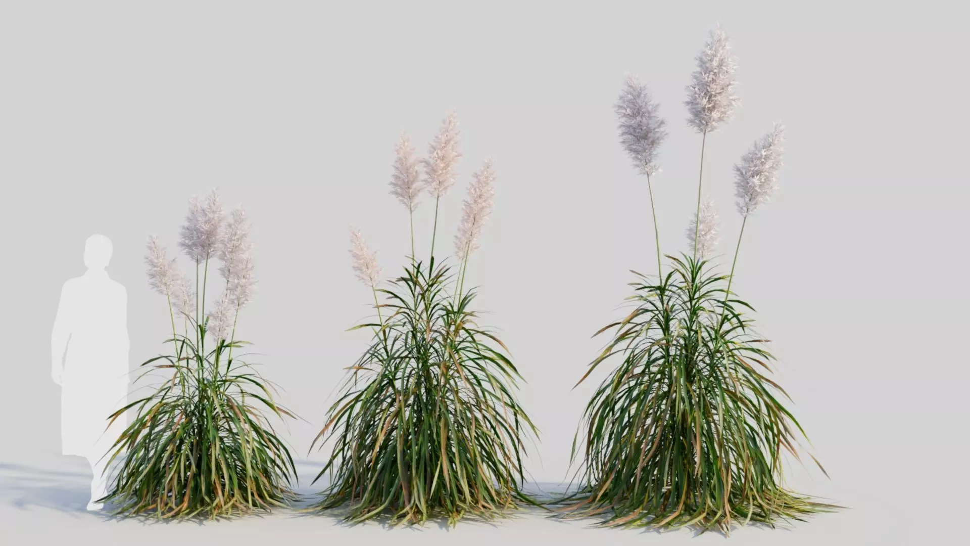 Cortaderia jubata d 3D model_0