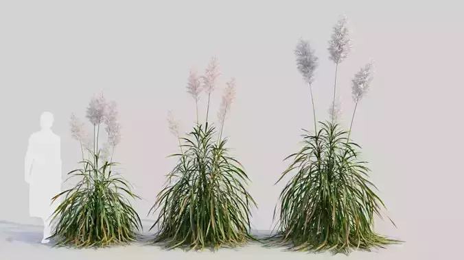 Cortaderia jubata d