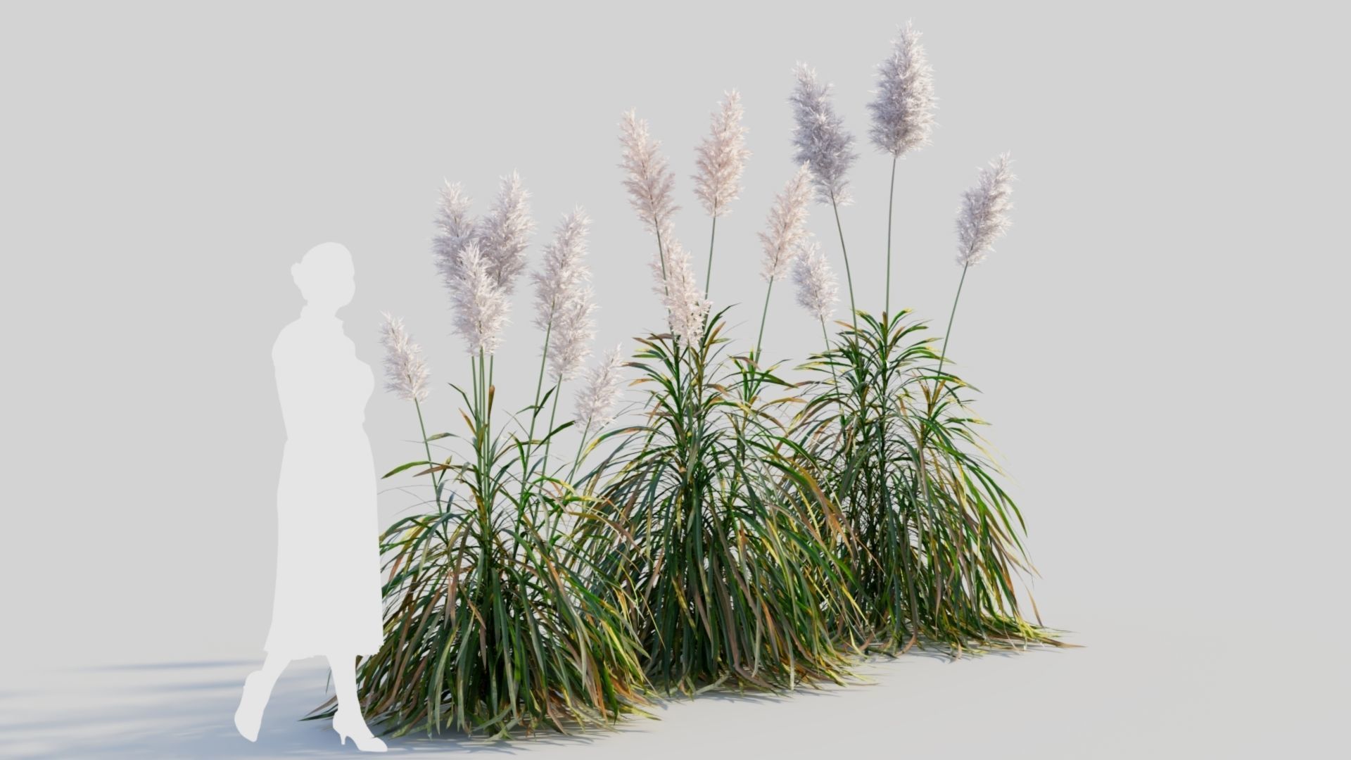 Cortaderia jubata d 3D model_3