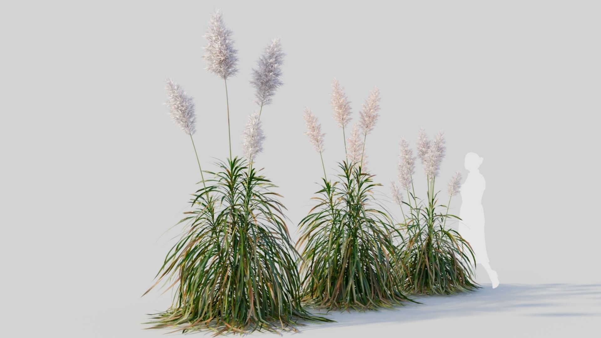Cortaderia jubata d 3D model_4