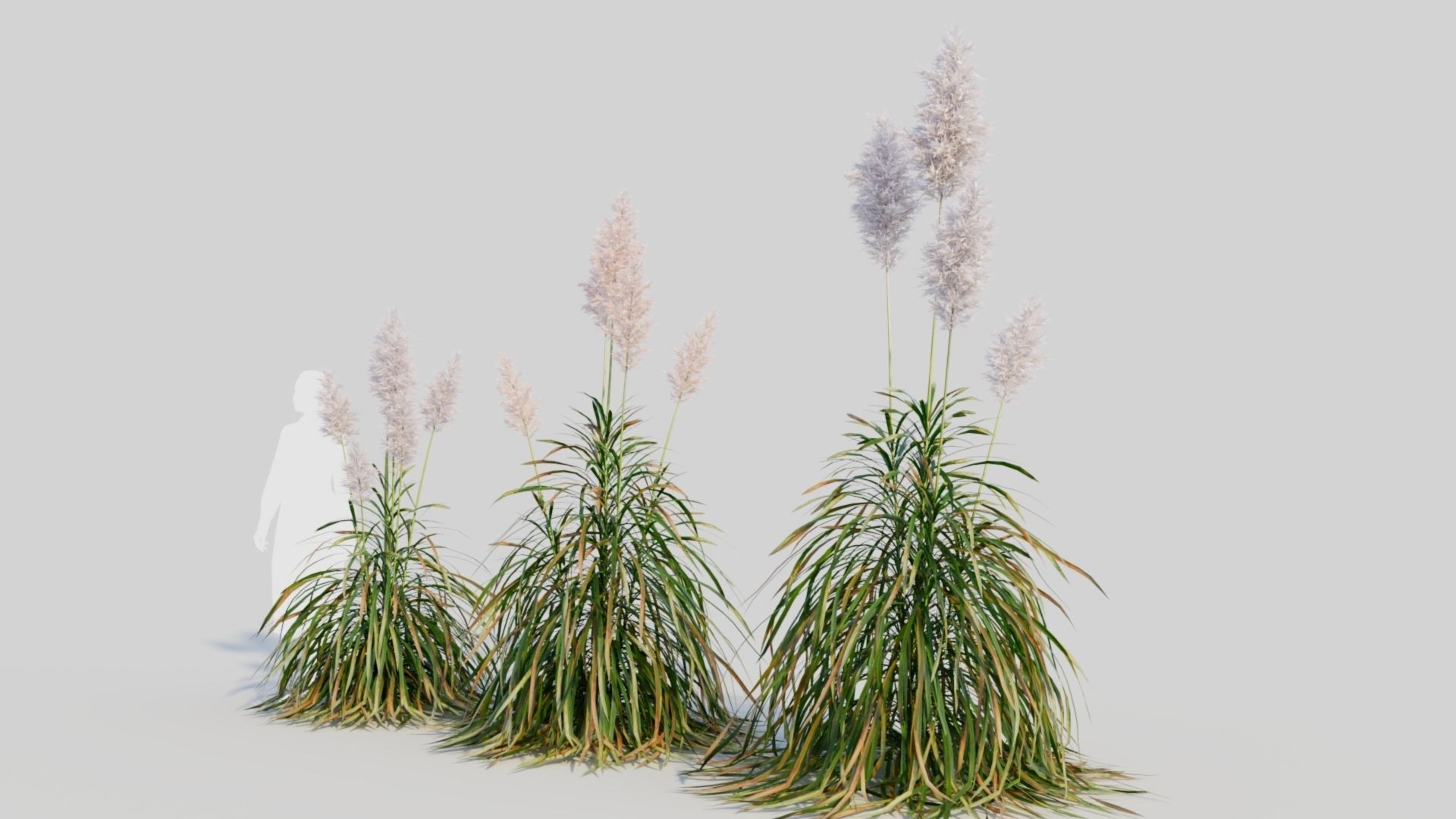 Cortaderia jubata d 3D model_1