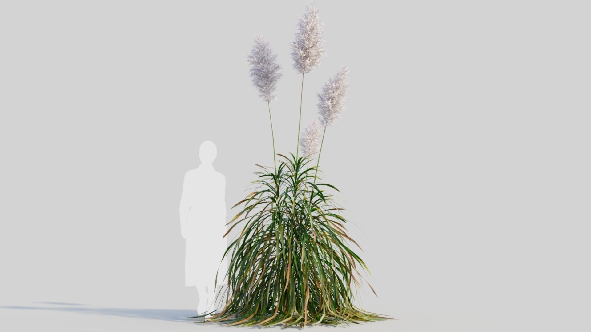 Cortaderia jubata d 3D model_7