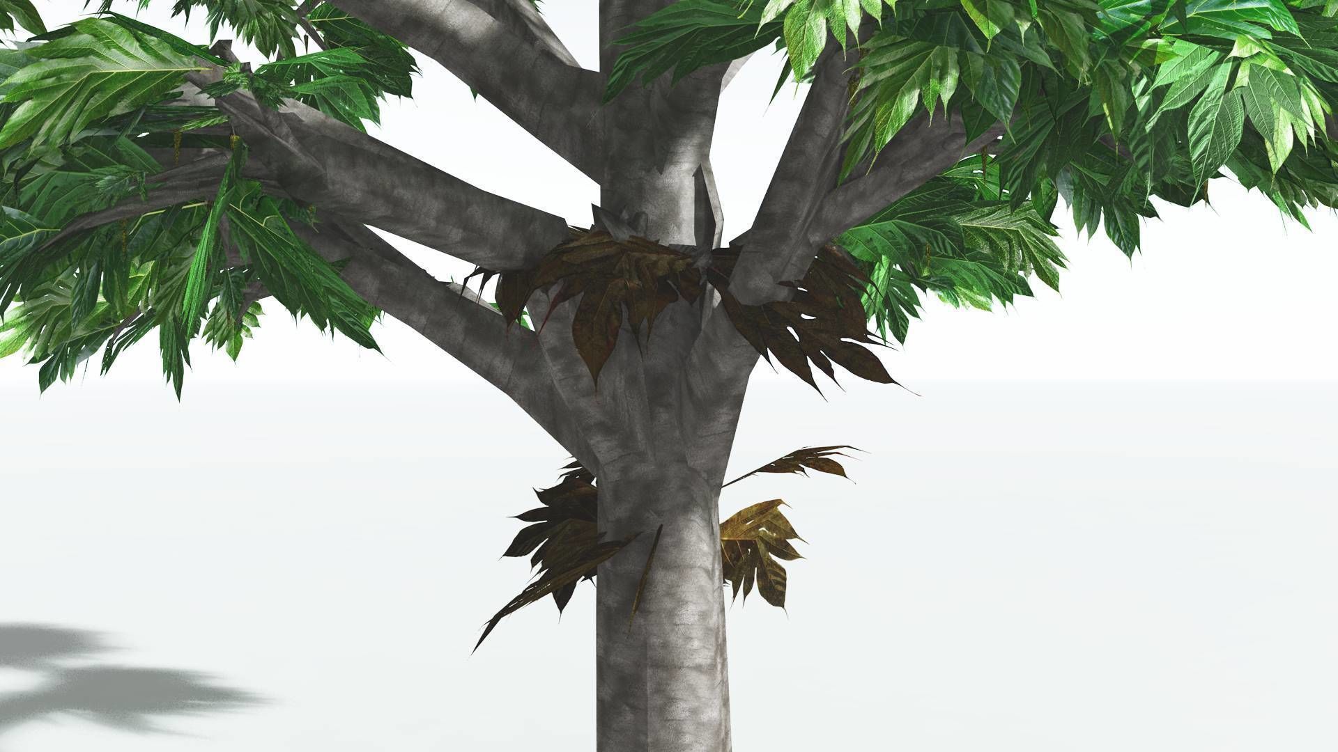 EVERYPlant Breadnut LowPoly 4 --12 Models-- Low-poly 3D model_17