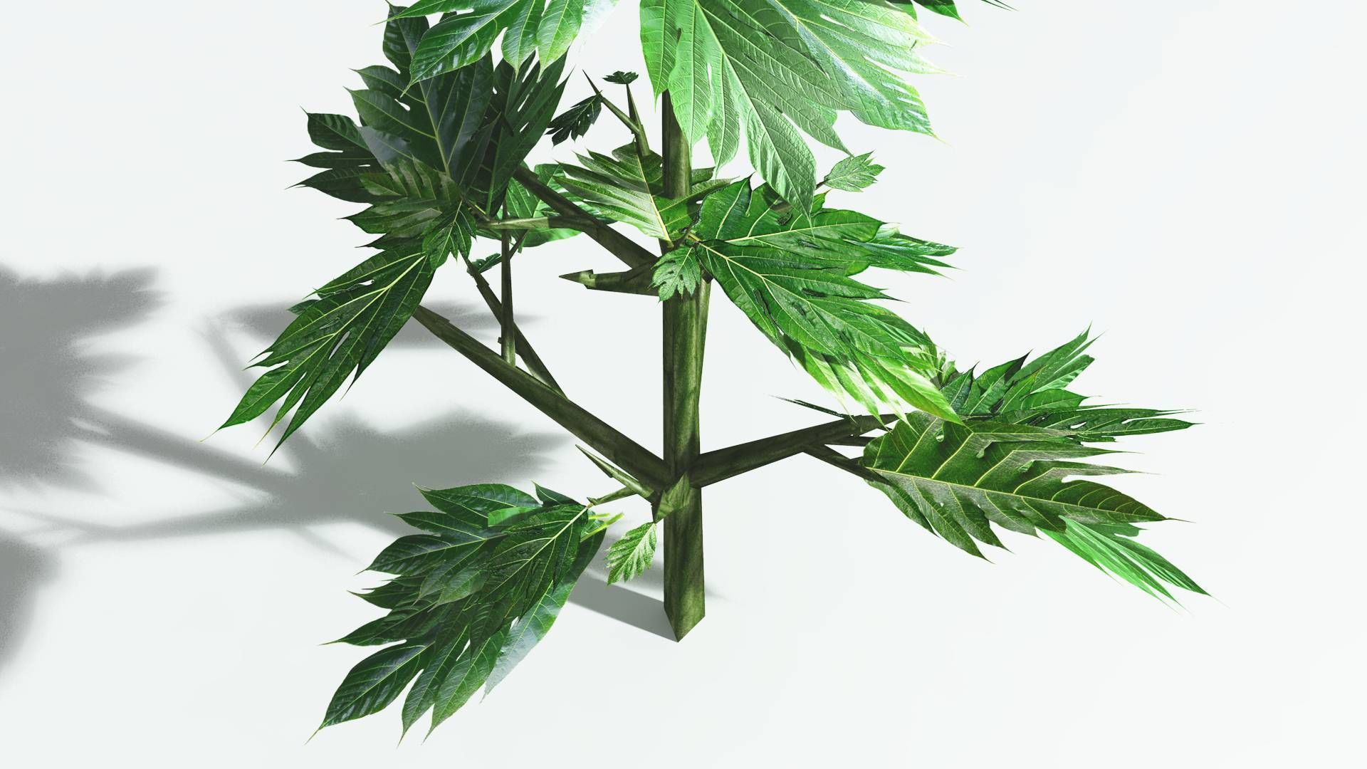 EVERYPlant Breadnut LowPoly 4 --12 Models-- Low-poly 3D model_23