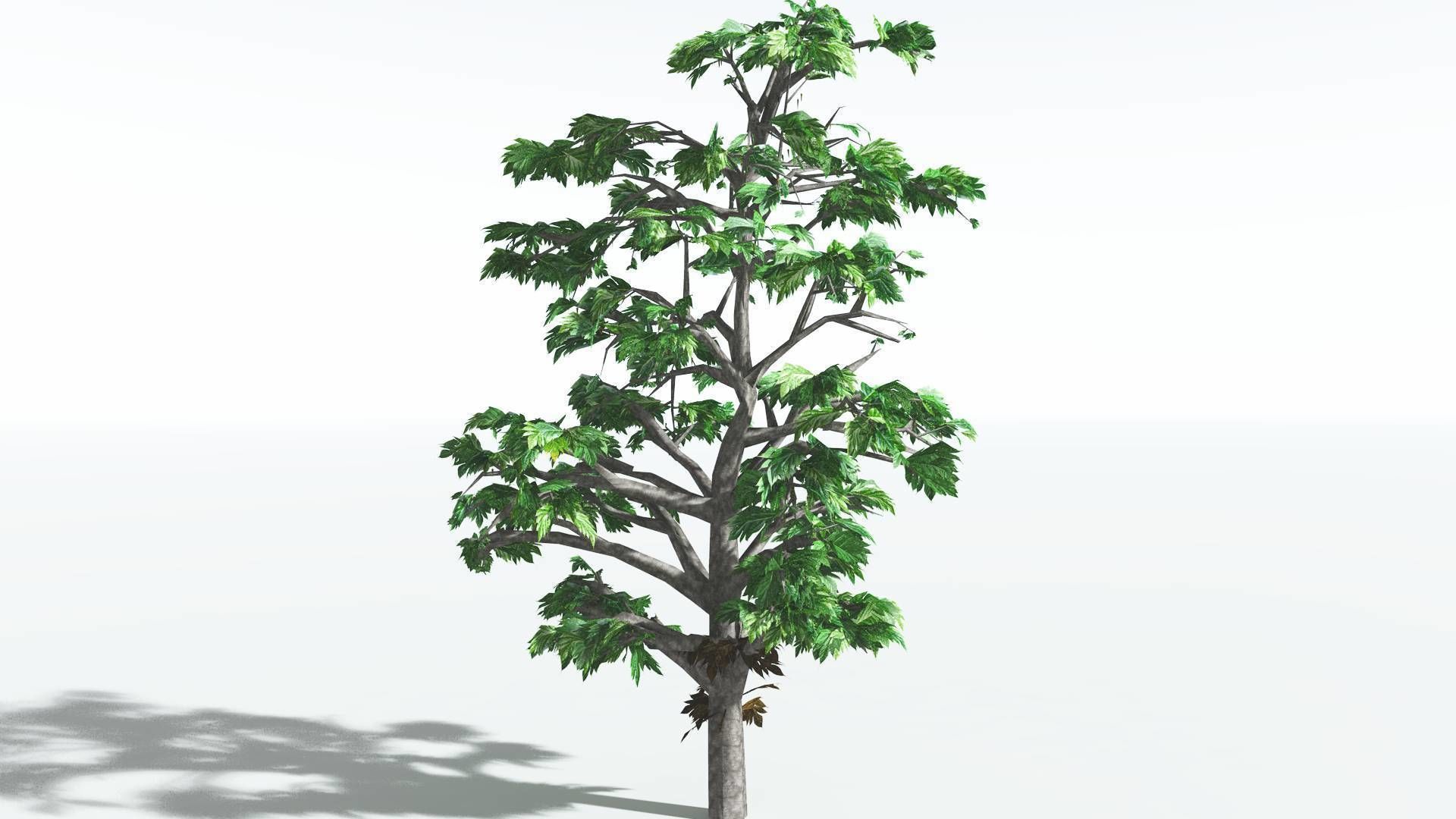 EVERYPlant Breadnut LowPoly 4 --12 Models-- Low-poly 3D model_16