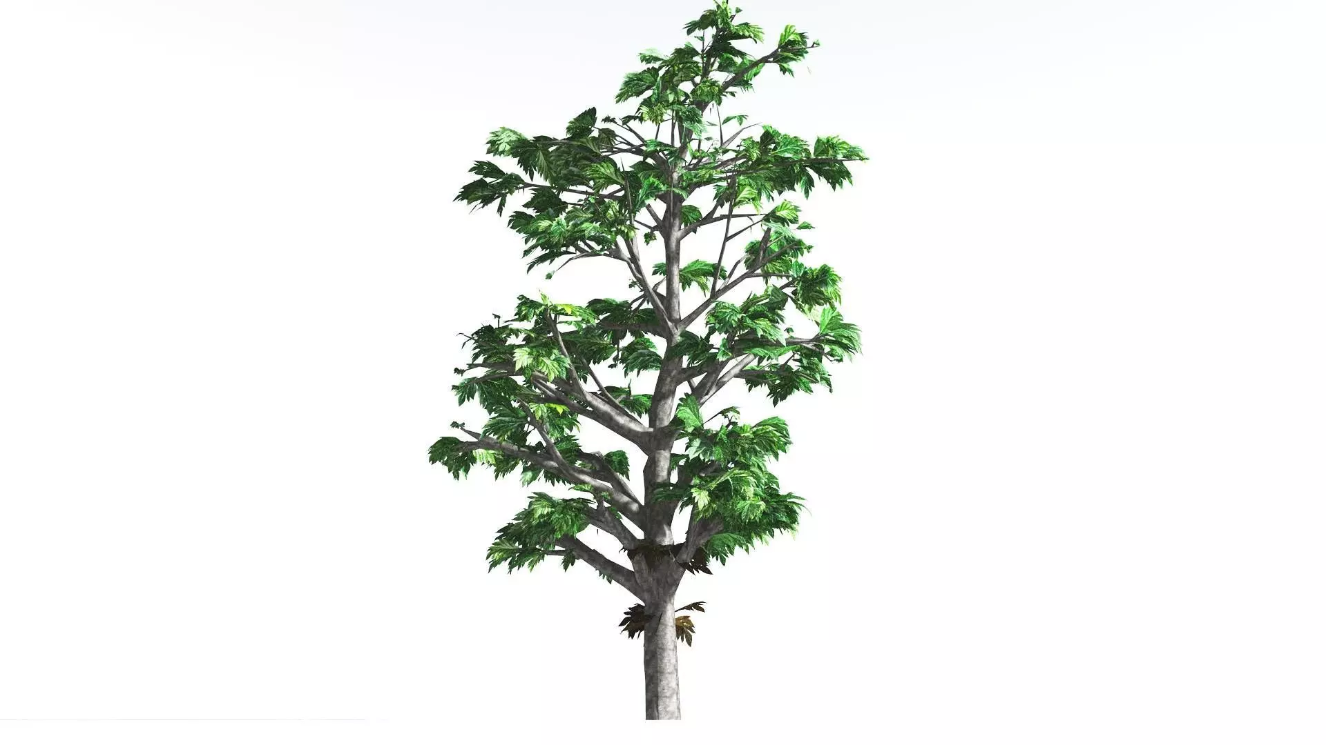 EVERYPlant Breadnut LowPoly 4 --12 Models-- Low-poly 3D model_0