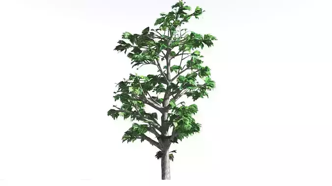 EVERYPlant Breadnut LowPoly 4 --12 Models-- Low-poly 3D model