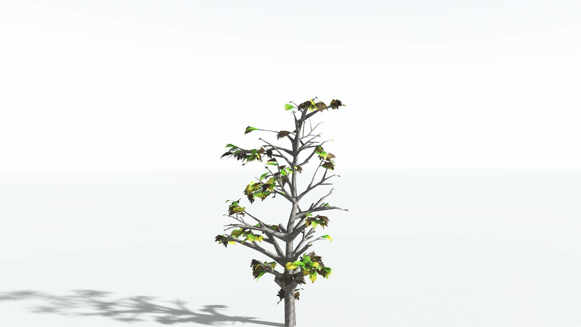 EVERYPlant Breadnut LowPoly 4 --12 Models-- Low-poly 3D model_10
