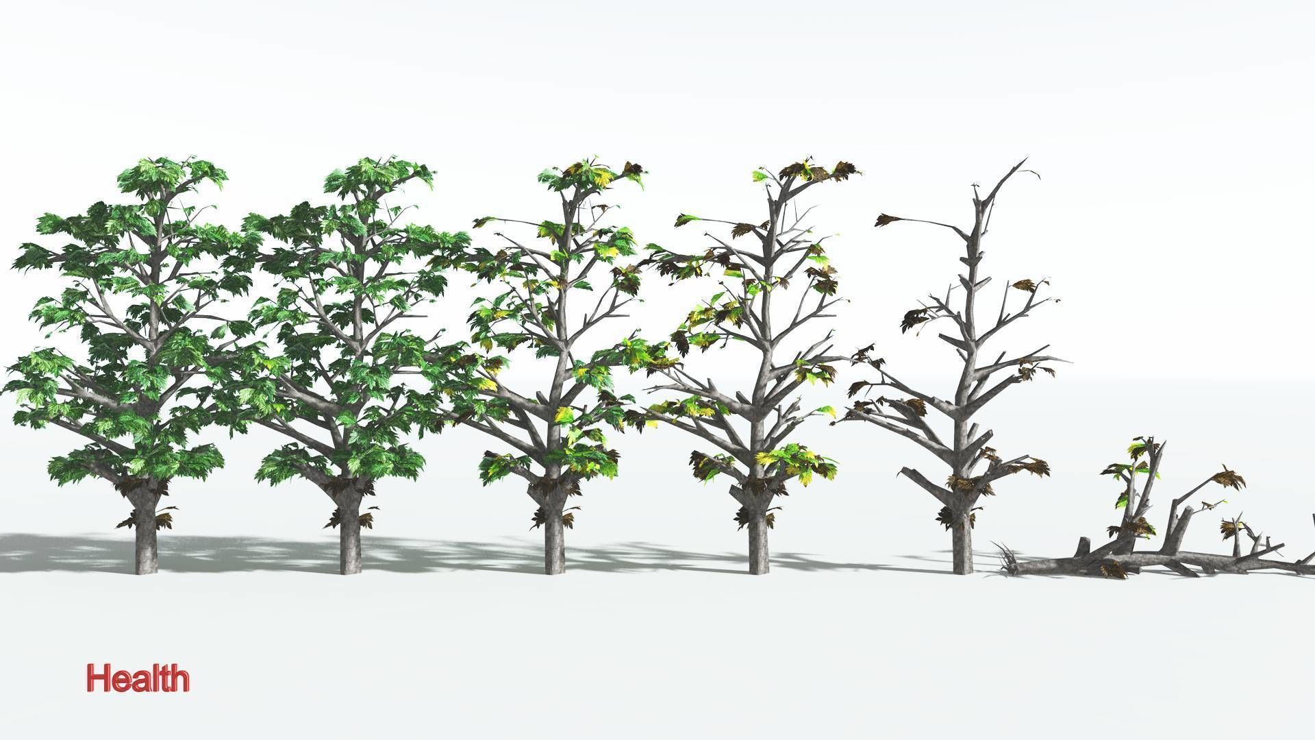 EVERYPlant Breadnut LowPoly 4 --12 Models-- Low-poly 3D model_1