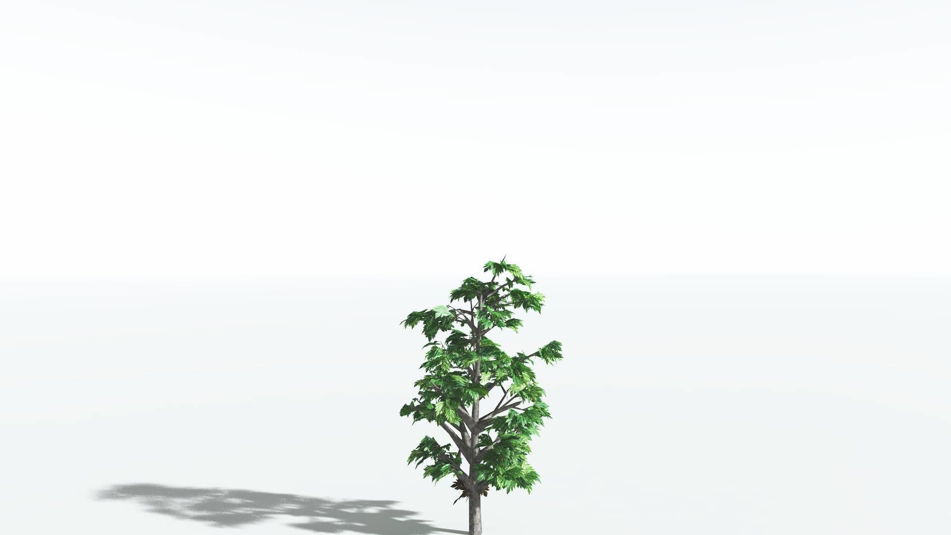 EVERYPlant Breadnut LowPoly 4 --12 Models-- Low-poly 3D model_18
